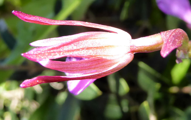 Anacamptis papilionacea ( e Anacamptis x gennarii)